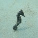 Observation photo