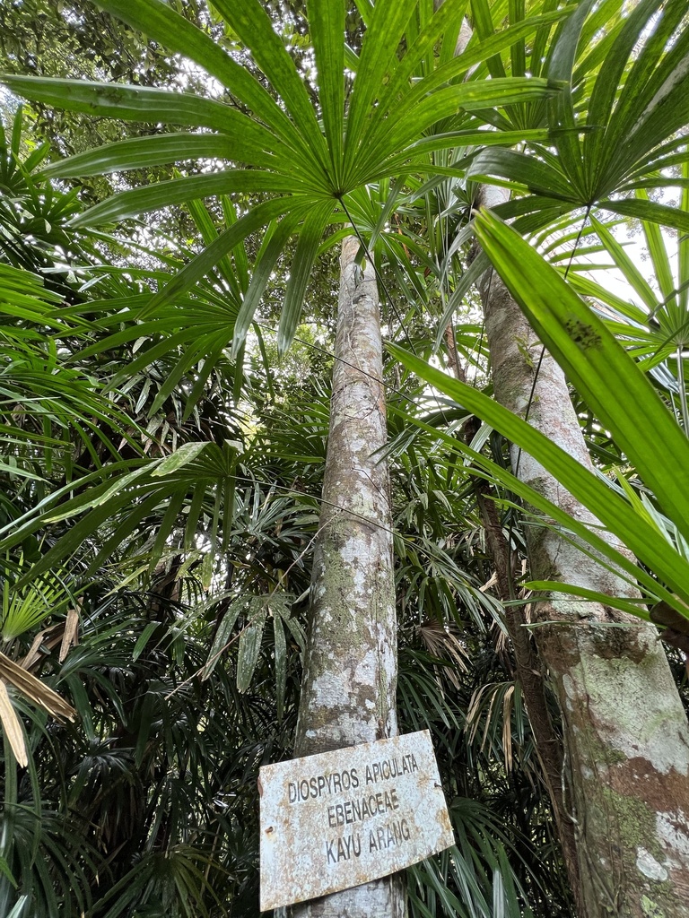 Diospyros apiculata (Diospyros apiculata)