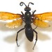 Flamed Tarantula-hawk Wasp - Photo (c) i_fox, all rights reserved, uploaded by i_fox