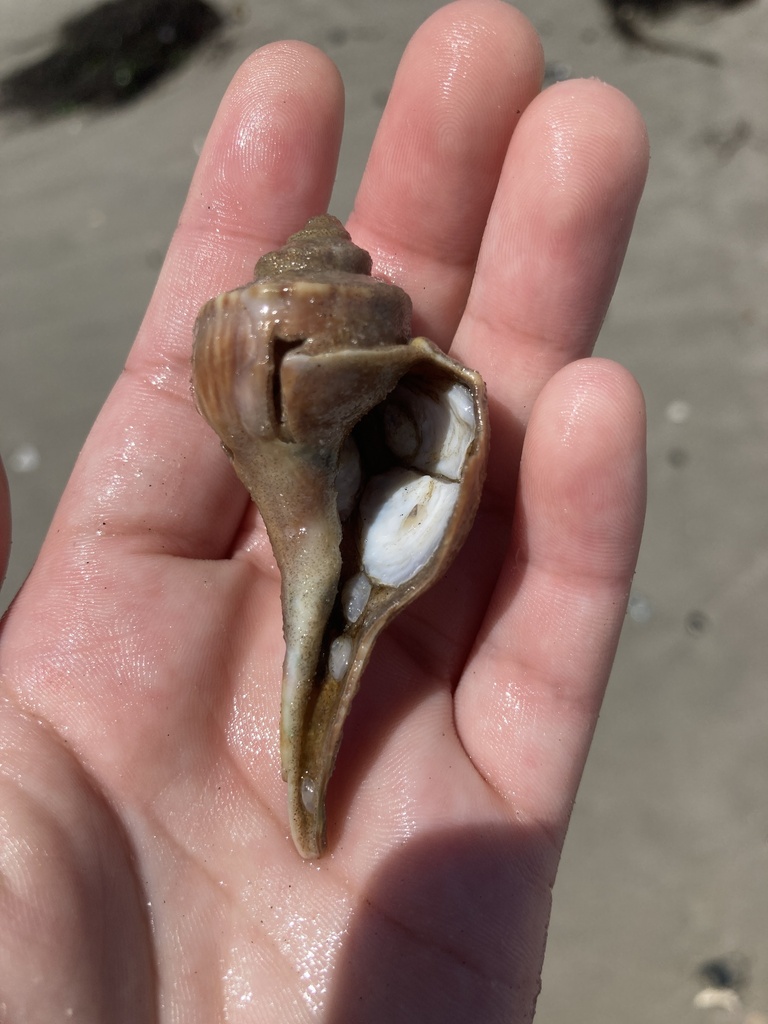 Channeled Whelk from North Atlantic Ocean, Lido Beach, NY, US on August ...