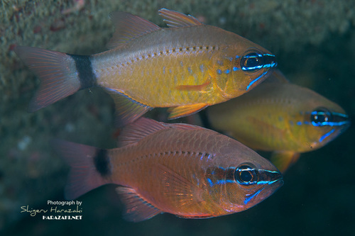 Ringtail Cardinalfish
