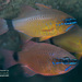 Ringtail Cardinalfish - Photo (c) Shigeru Harazaki, all rights reserved, uploaded by Shigeru Harazaki