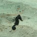Observation photo