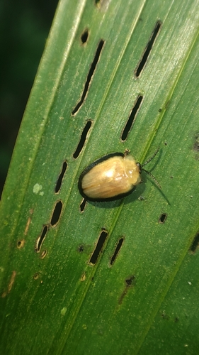Calyptocephala marginipennis · iNaturalist