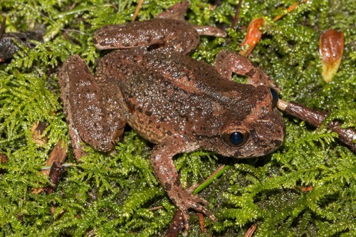 Coastal Tailed Frog