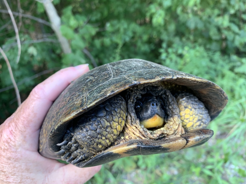 Blanding's Turtle in August 2023 by beaver69 · iNaturalist