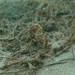 Observation photo