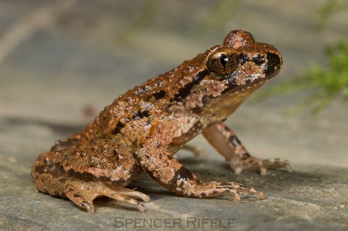 Coastal Tailed Frog