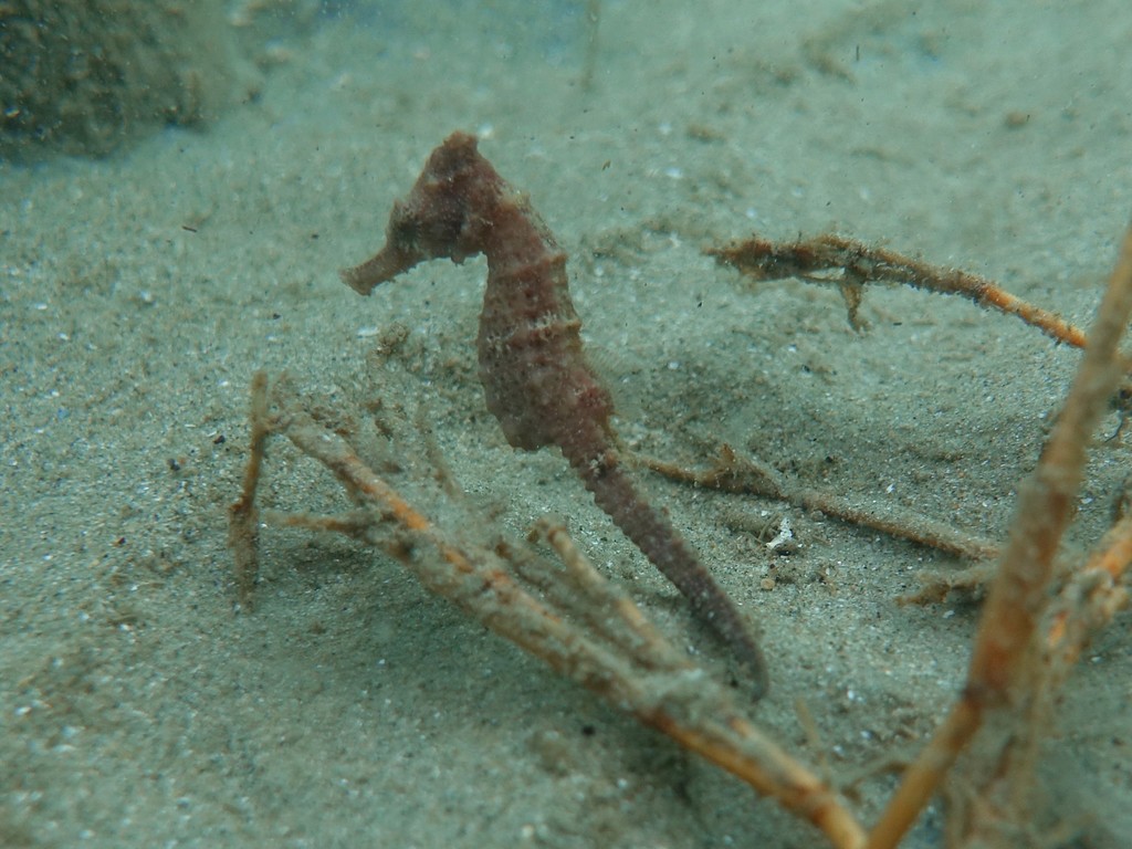 Common seahorse