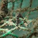 Observation photo