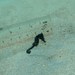 Observation photo