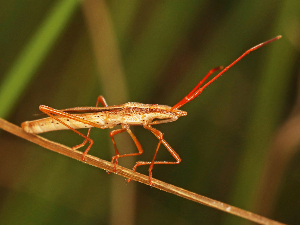 Stenodema from Peterborough County, ON on July 14, 2023 at 0538 PM by