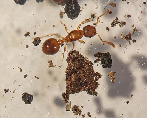 Temnothorax minutissimusTemnothorax minutissimus