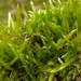 Whitish Feather-Moss - Photo (c) wojtest, all rights reserved, uploaded by wojtest