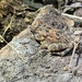 Sclerophrys berghei - Photo (c) Mapendo Mindje, όλα τα δικαιώματα διατηρούνται, uploaded by Mapendo Mindje