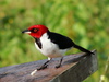 Red-capped Cardinal - Photo (c) Ingrid Macedo, all rights reserved, uploaded by Ingrid Macedo