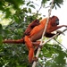 Guianan Red Howler Monkey - Photo (c) Ingrid Macedo, all rights reserved, uploaded by Ingrid Macedo