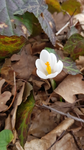 Proljetni šafran (Crocus vernus)