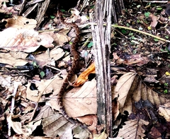 Xenodon rabdocephalus image