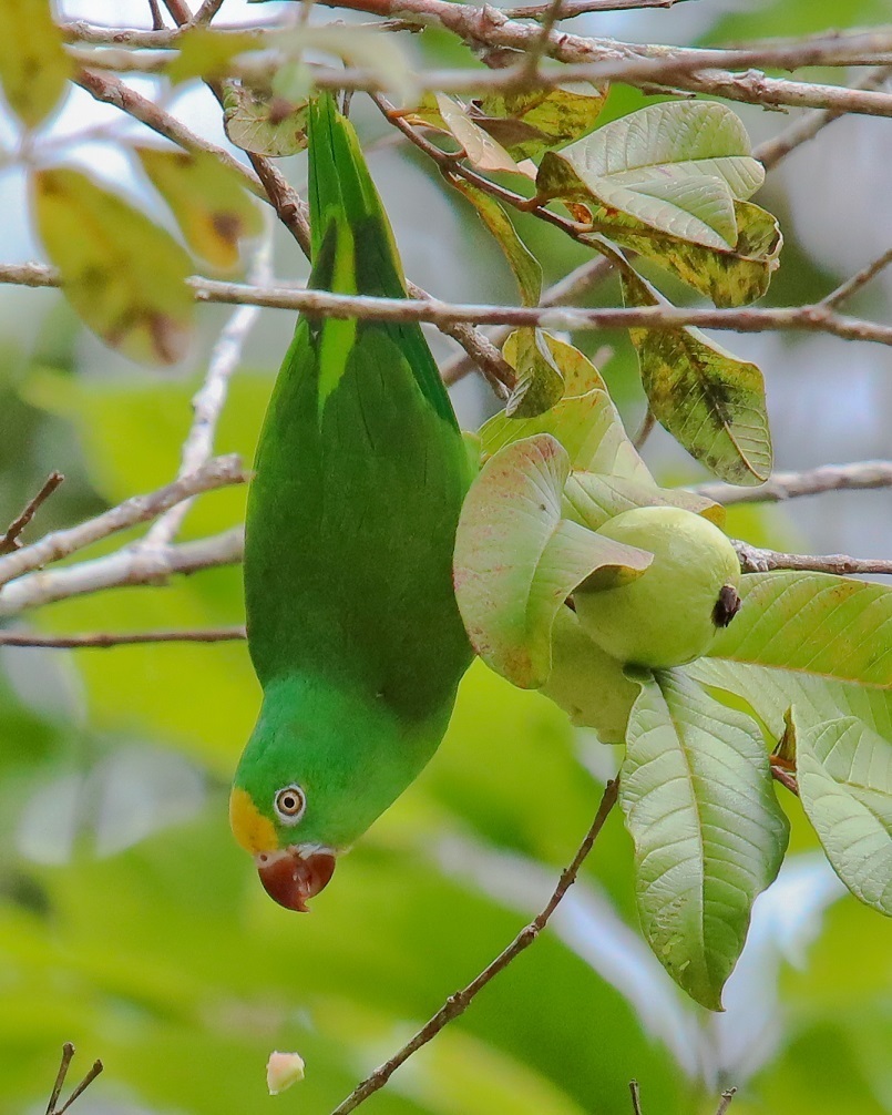 Tui Parakeet photo