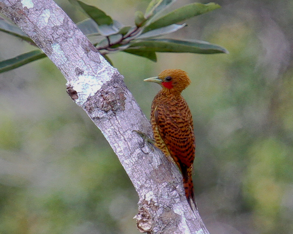 Waved Woodpecker photo