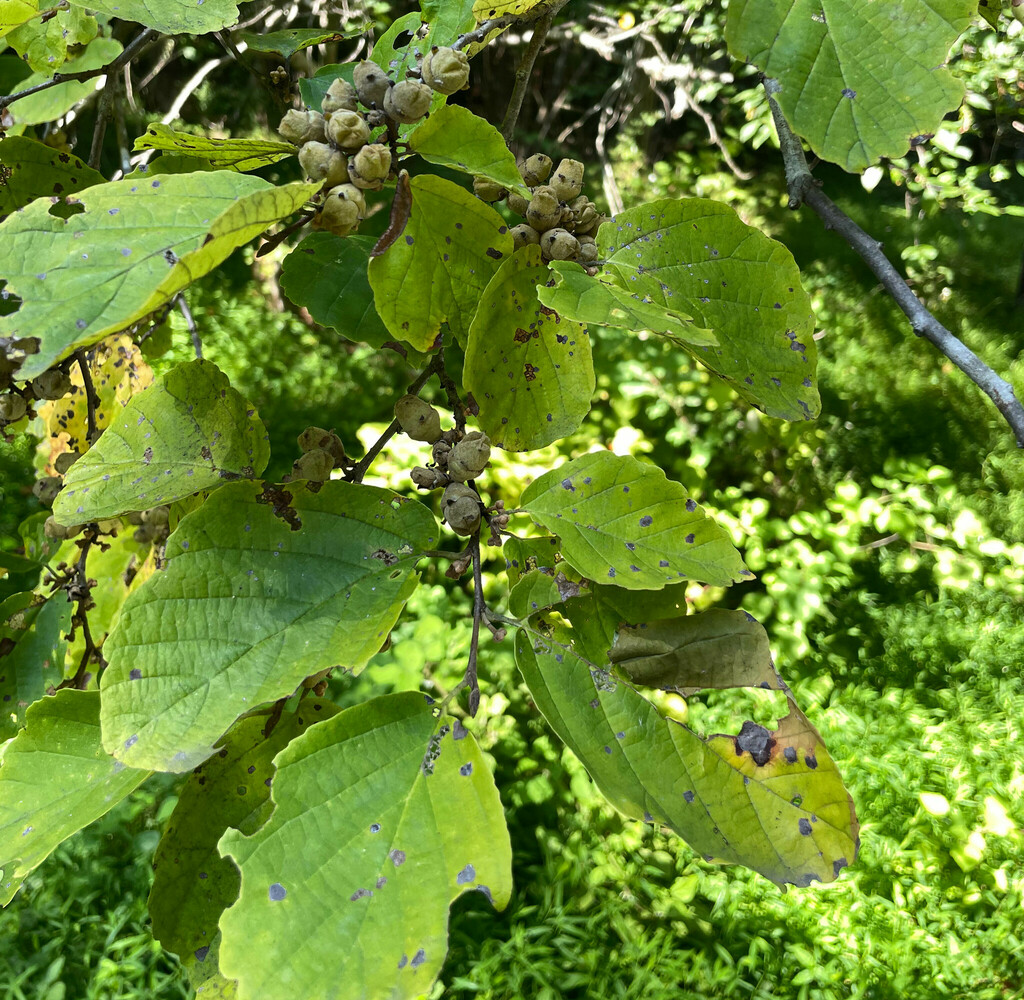 american-witch-hazel-in-august-2023-by-johnbotany-inaturalist