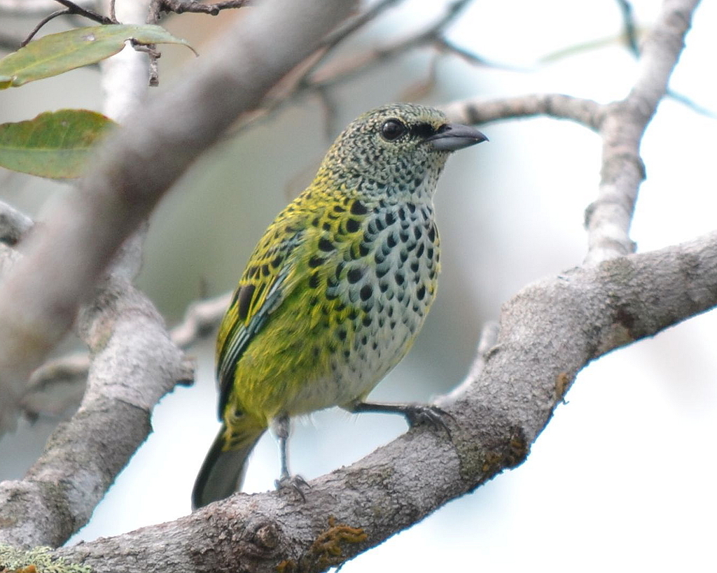 Spotted Tanager photo