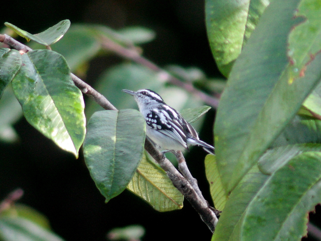 Spot-backed Antwren photo