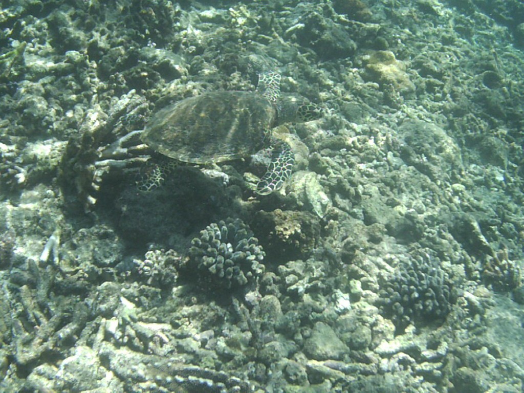 Hawksbill Sea Turtle