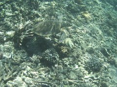 Hawksbill Sea Turtle
