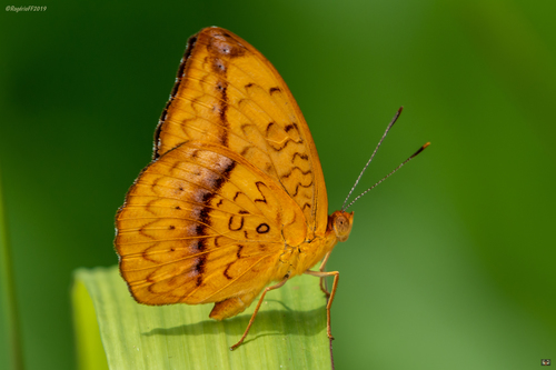 False Fritillary