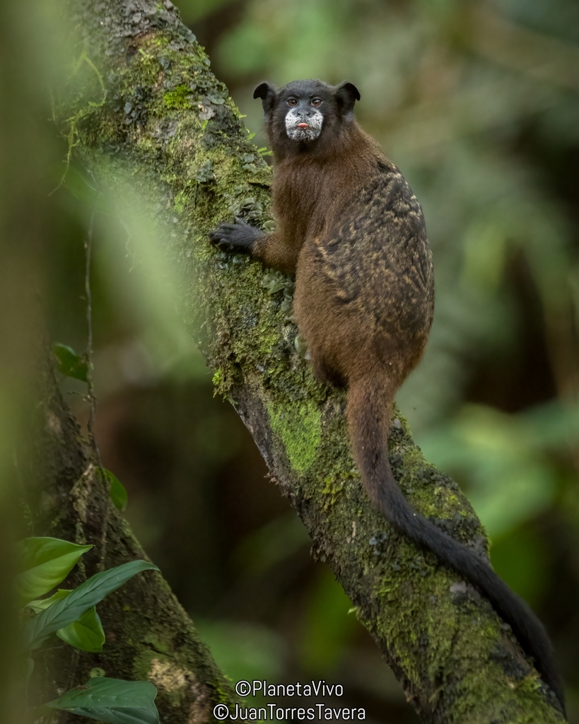 Leontocebus from Reserva Natural Paway on May 24, 2023 at 02:05 PM by ...