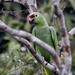 Diademed Parrot - Photo (c) Ingrid Macedo, all rights reserved, uploaded by Ingrid Macedo