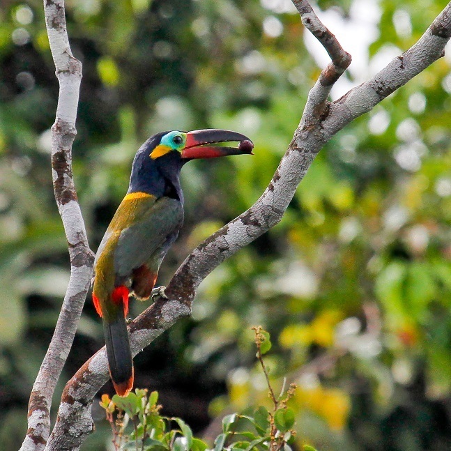 Photos Of Guianan Toucanet Selenidera Piperivora Inaturalist