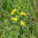 Yellow Glandweed - Photo (c) Tig, all rights reserved