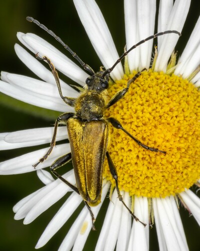 iNaturalist observation photo of Yellow Velvet Beetle