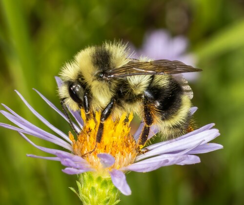 iNaturalist observation photo of Black-tailed Bumble Bee