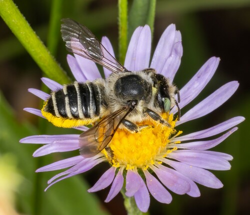 iNaturalist observation photo of Megachiloides