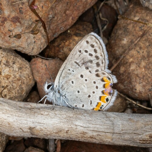 iNaturalist observation photo of Icaricia