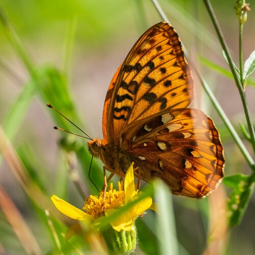 iNaturalist observation photo of Great Spangled Fritillary