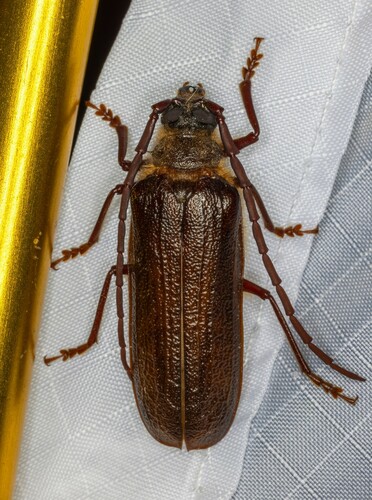 iNaturalist observation photo of Tragosoma pilosicornis