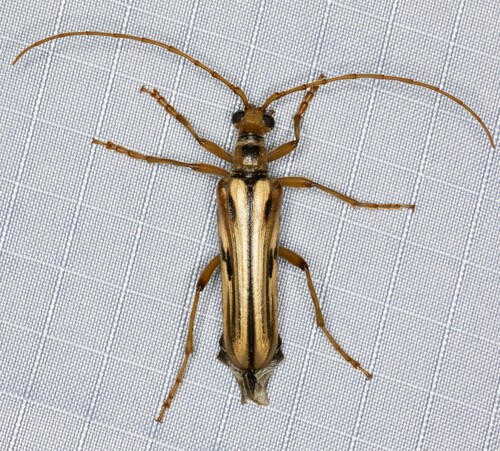 iNaturalist observation photo of Ortholeptura valida