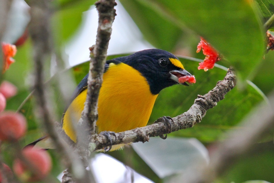 White-vented Euphonia photo