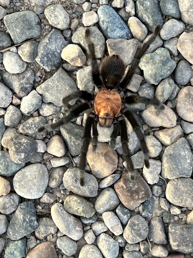 Texas Black Spot Tarantula from W Second St, Roswell, NM, US on August ...