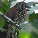 Black-streaked Puffbird - Photo (c) Natalia Escobar, all rights reserved, uploaded by Natalia Escobar