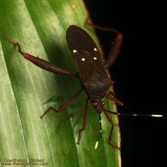 Leptoscelis quadrisignatus image