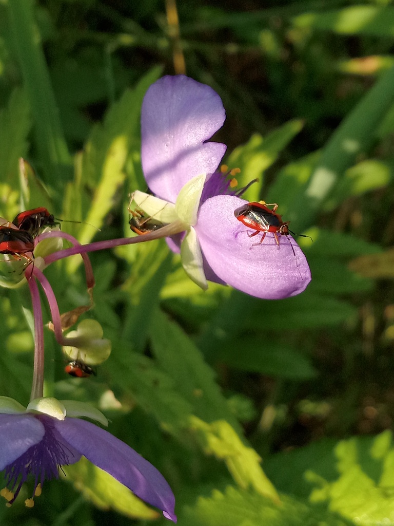 winged-and-once-winged-insects-in-june-2023-by-jhinds-inaturalist