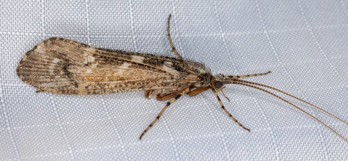 iNaturalist observation photo of Lenarchus