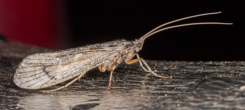 iNaturalist observation photo of Lenarchus