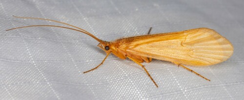 iNaturalist observation photo of Limnephilinae